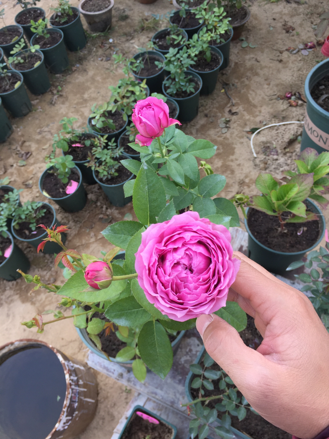 月季越冬的最佳方法,月季如何度夏养护和浇水