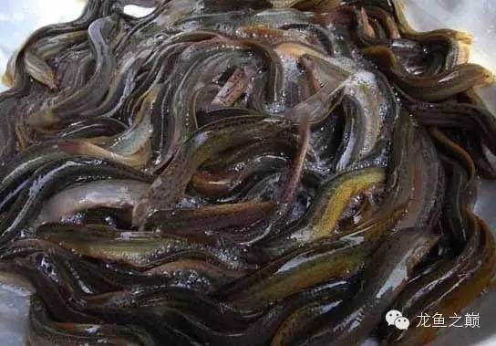 太给力了！8大招完美攻陷金龙鱼！