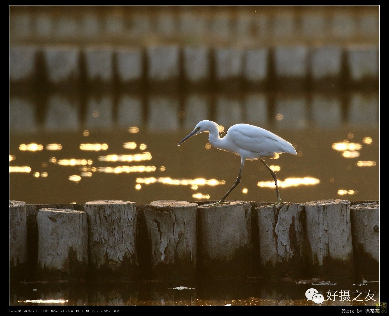 各路大鸟说:秀恩爱,那必须去春天的西湖啊!(拍鸟地图附上)