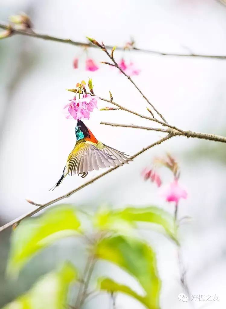 各路大鸟说:秀恩爱,那必须去春天的西湖啊!(拍鸟地图附上)