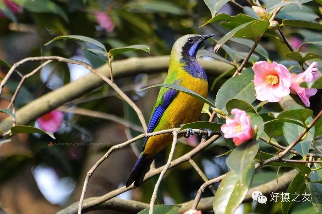 各路大鸟说:秀恩爱,那必须去春天的西湖啊!(拍鸟地图附上)