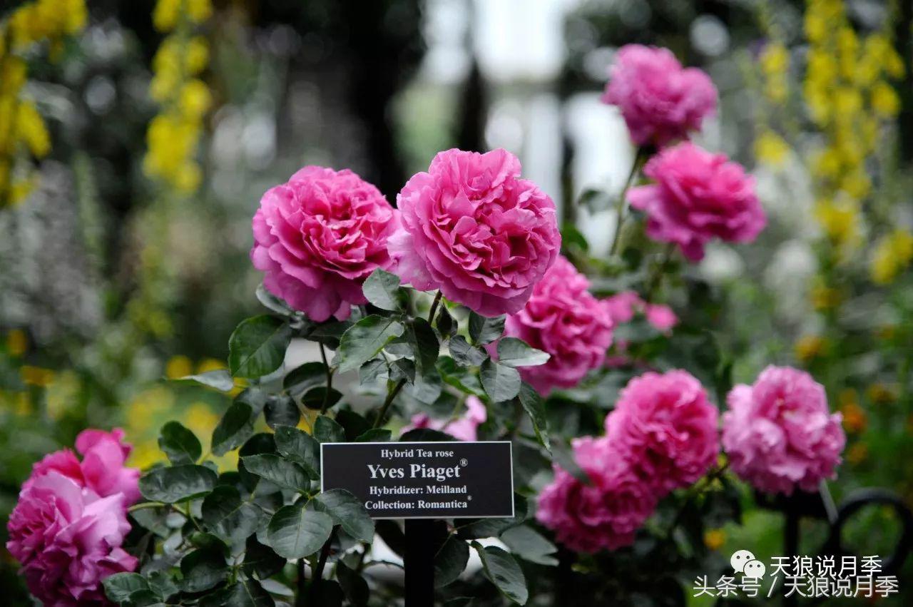 月季都有什么好品种,月季有什么好的品种