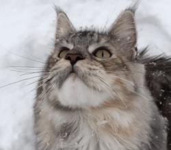 猫的外表特征,公的缅因猫有多帅