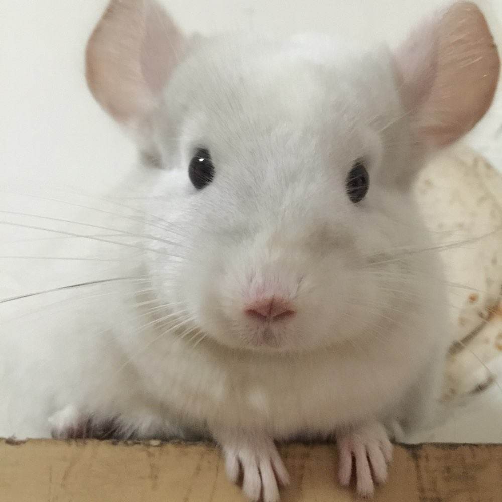 你适合养什么宠物小测试,你知道你自己最合适养什么宠物吗