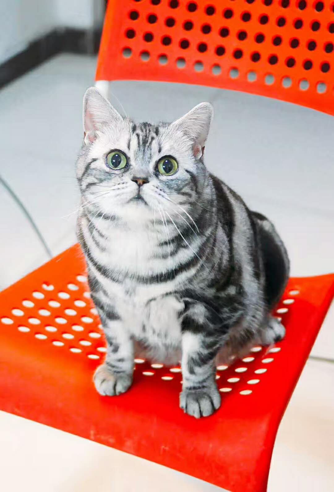 科普猫咪的内容,科普猫咪的眼睛