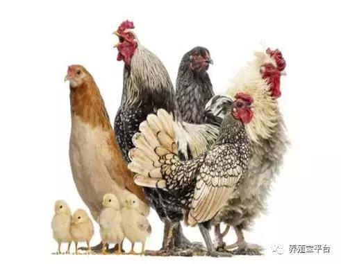 养鸡需要打哪些疫苗,养鸡神药到底是什么