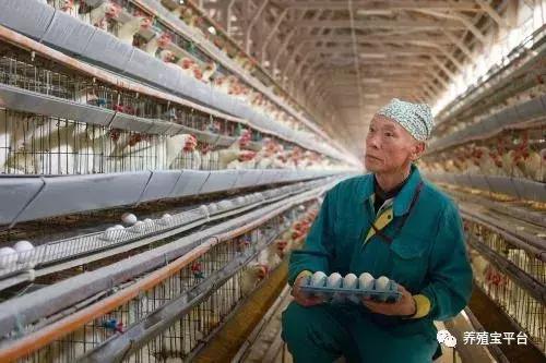 养鸡需要打哪些疫苗,养鸡神药到底是什么