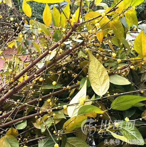 泸州看腊梅,又是一年赏梅季泸州梅花哪里赏