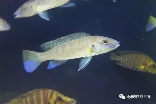 「鱼标本戏说非洲慈鲷」第二章:威严庄重的坦湖酋长——大型炮弹