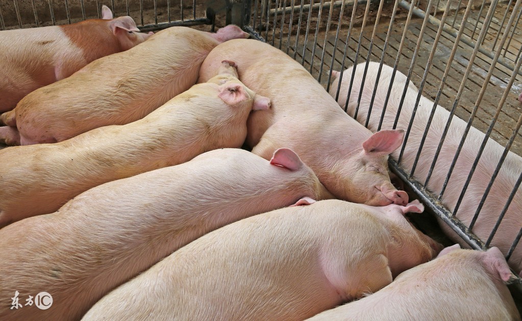 猪水泡病是人畜共患病吗,猪水泡病是什么症状