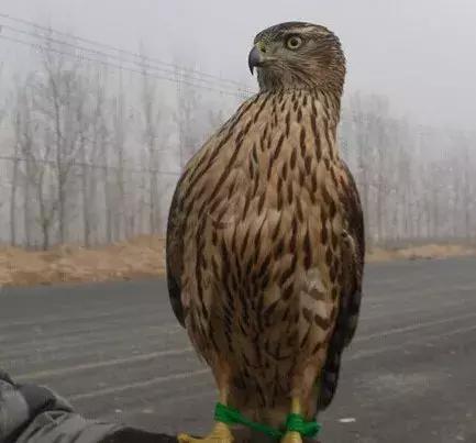 农村大爷养两只红腹锦鸡,农村大爷养五只羊