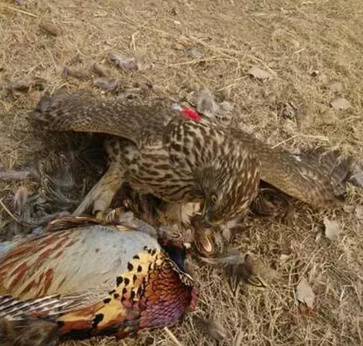 农村大爷养两只红腹锦鸡,农村大爷养五只羊