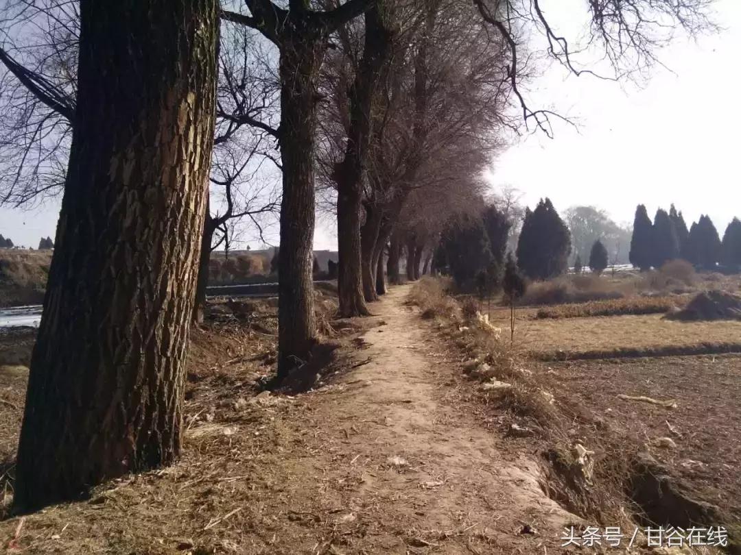 头甲、七甲通往甘谷二中的那条土路——牛小林