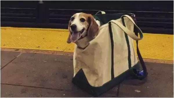 歪果仁玩法视频教程,歪果仁最佳玩法