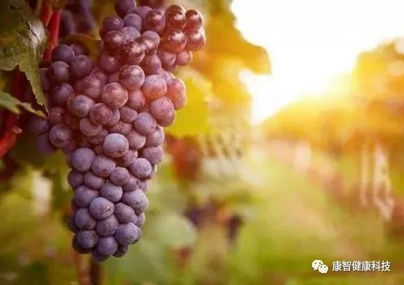 身体缺水皮肤干燥吃什么水果,整天吹空调如何调理身体