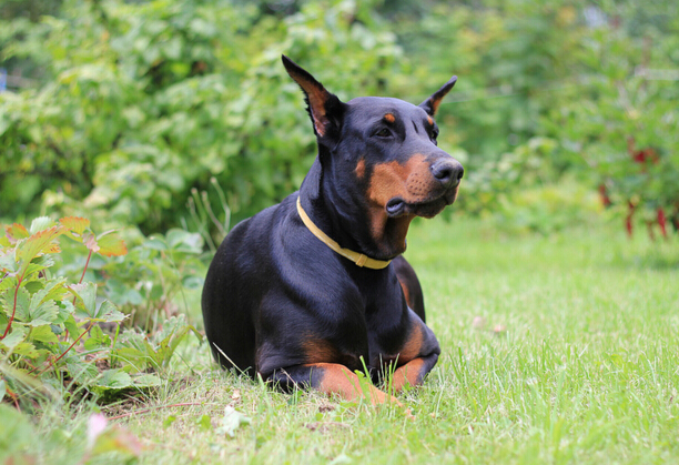 犬类品种大全杜宾犬,犬种百科之安纳托利亚牧羊犬