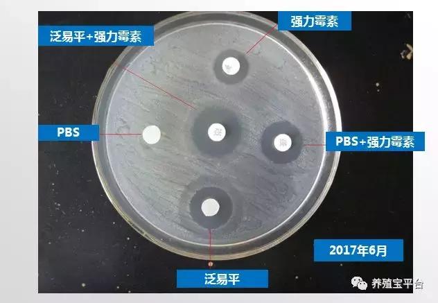 养鸡需要打哪些疫苗,养鸡神药到底是什么