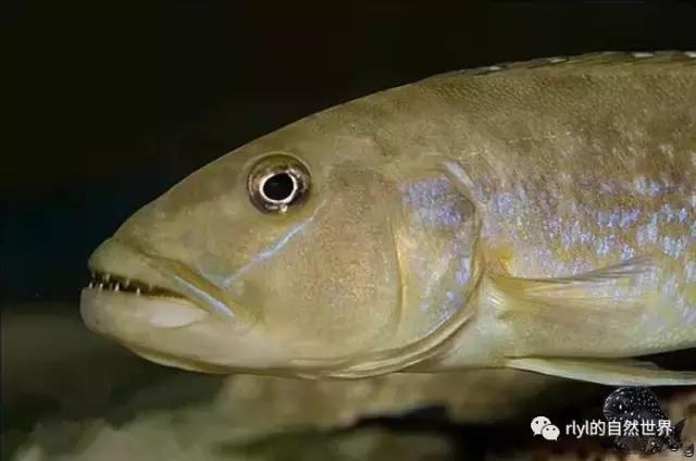 「鱼标本戏说非洲慈鲷」第二章:威严庄重的坦湖酋长——大型炮弹