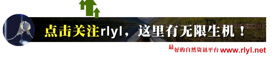 「鱼标本戏说非洲慈鲷」第二章:威严庄重的坦湖酋长——大型炮弹