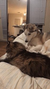 “不反击喵星人的狗不是一只好汪”，来让我们一起为这些勇士鼓掌