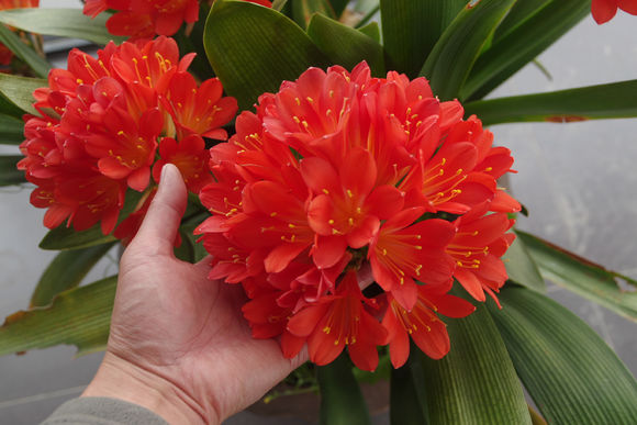 给君子兰换盆可以加上点草木灰吗,如何给君子兰换盆在冬季