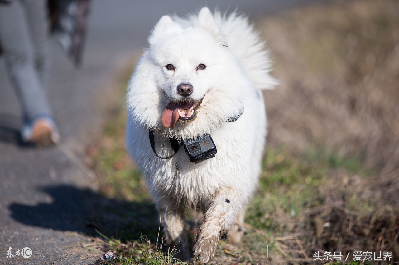 萨摩耶犬性格,萨摩耶长大后性格会温顺吗