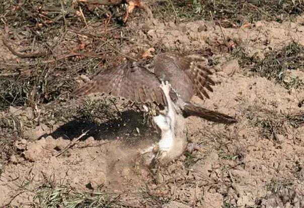 农村大爷养两只红腹锦鸡,农村大爷养五只羊