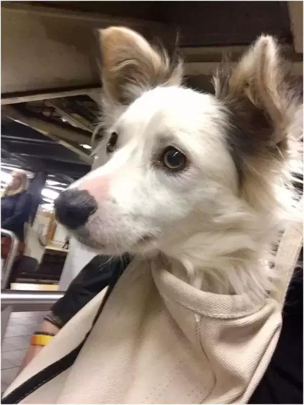 歪果仁玩法视频教程,歪果仁最佳玩法