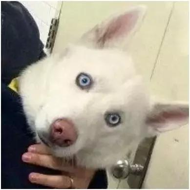 歪果仁玩法视频教程,歪果仁最佳玩法