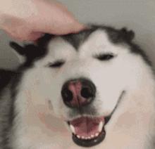 12生肖中一定要好好珍惜的生肖,十二生肖贺岁生肖