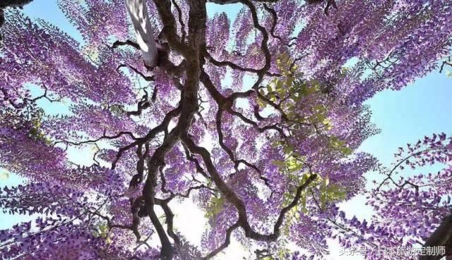 日本浪漫樱花之旅,日本樱花之旅