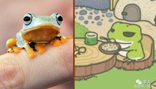 你知道青蛙旅行好玩，但不一定知道真正的青蛙早就玩过太空7日游