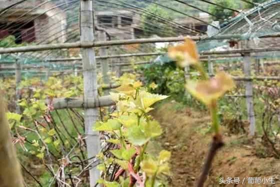 暖棚葡萄一年两熟技术,一年盆栽葡萄的种植技巧和方法