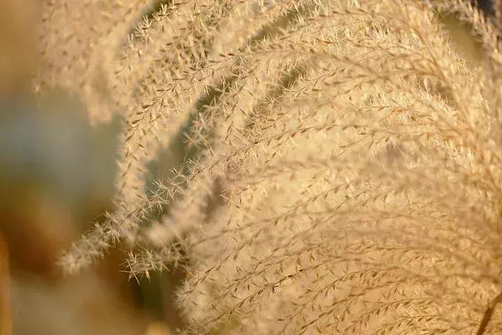 leicacl评测,leicacl