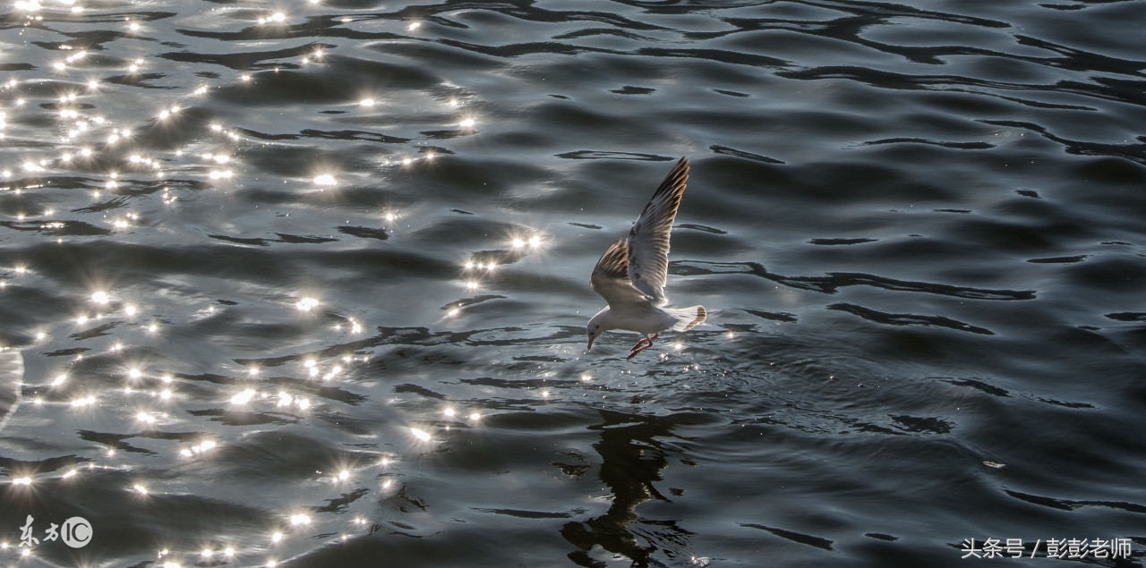 祛湿气的中草药鸡屎藤,中药鸡屎藤的全图