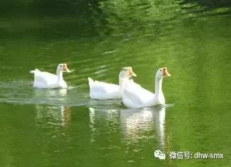 挂羊头卖猪肉鸭肉,挂鹅头卖鸭肉