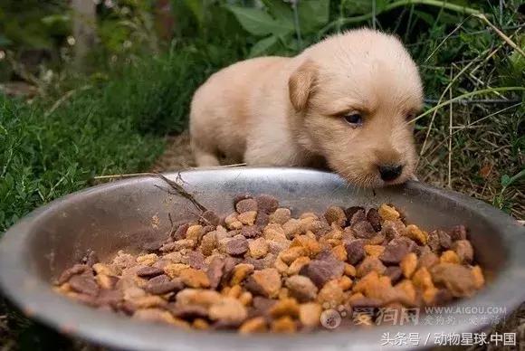 锋哥狗狗,狗狗毛发干枯无光泽吃什么