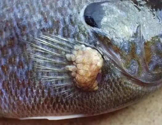 新西兰总理宣布怀孕,这些食物容易导致胎儿畸形,千万别吃哦!