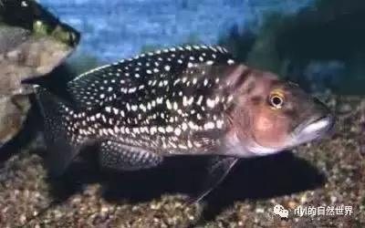 「鱼标本戏说非洲慈鲷」第二章:威严庄重的坦湖酋长——大型炮弹