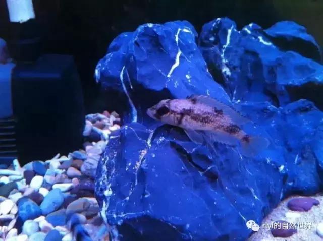 「鱼标本戏说非洲慈鲷」第二章:威严庄重的坦湖酋长——大型炮弹