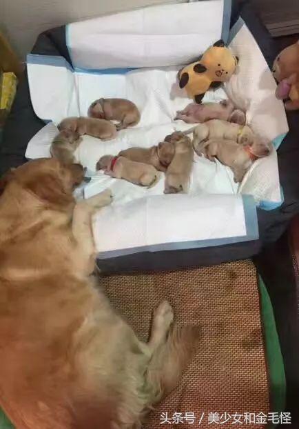 狗分娩时注意事项,狗妈妈分娩之后吃什么