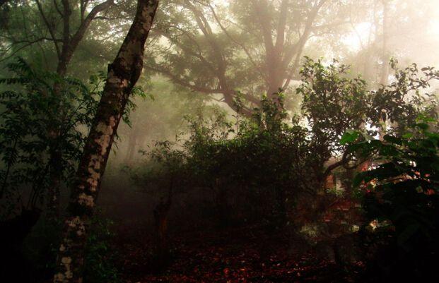 茶友聊茶12期：拔玛古茶，果香型不淡不酽的甘甜—南糯山最好的茶