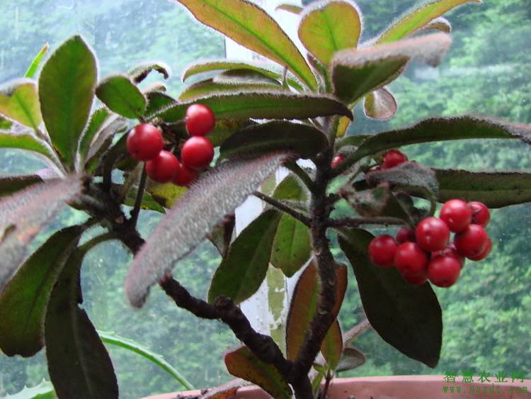 虎舌红植物怎么养殖,虎舌红怎么把叶子养红