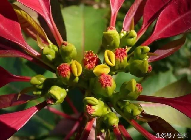 常见花卉盆栽图片大全及花名,常见园林花卉图片及名称简介