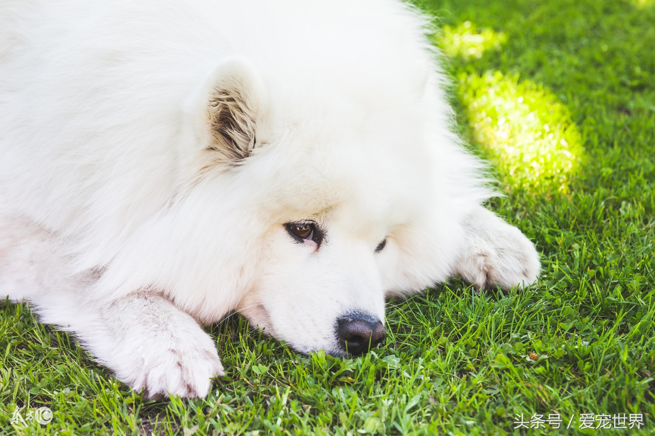 萨摩耶犬性格,萨摩耶长大后性格会温顺吗