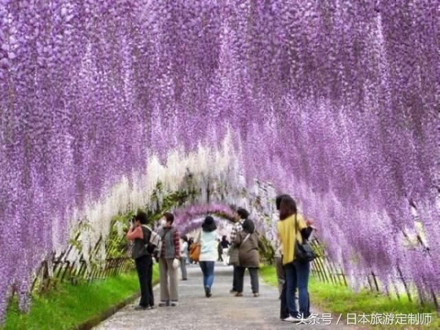 日本浪漫樱花之旅,日本樱花之旅