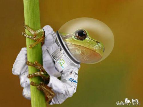 你知道青蛙旅行好玩，但不一定知道真正的青蛙早就玩过太空7日游