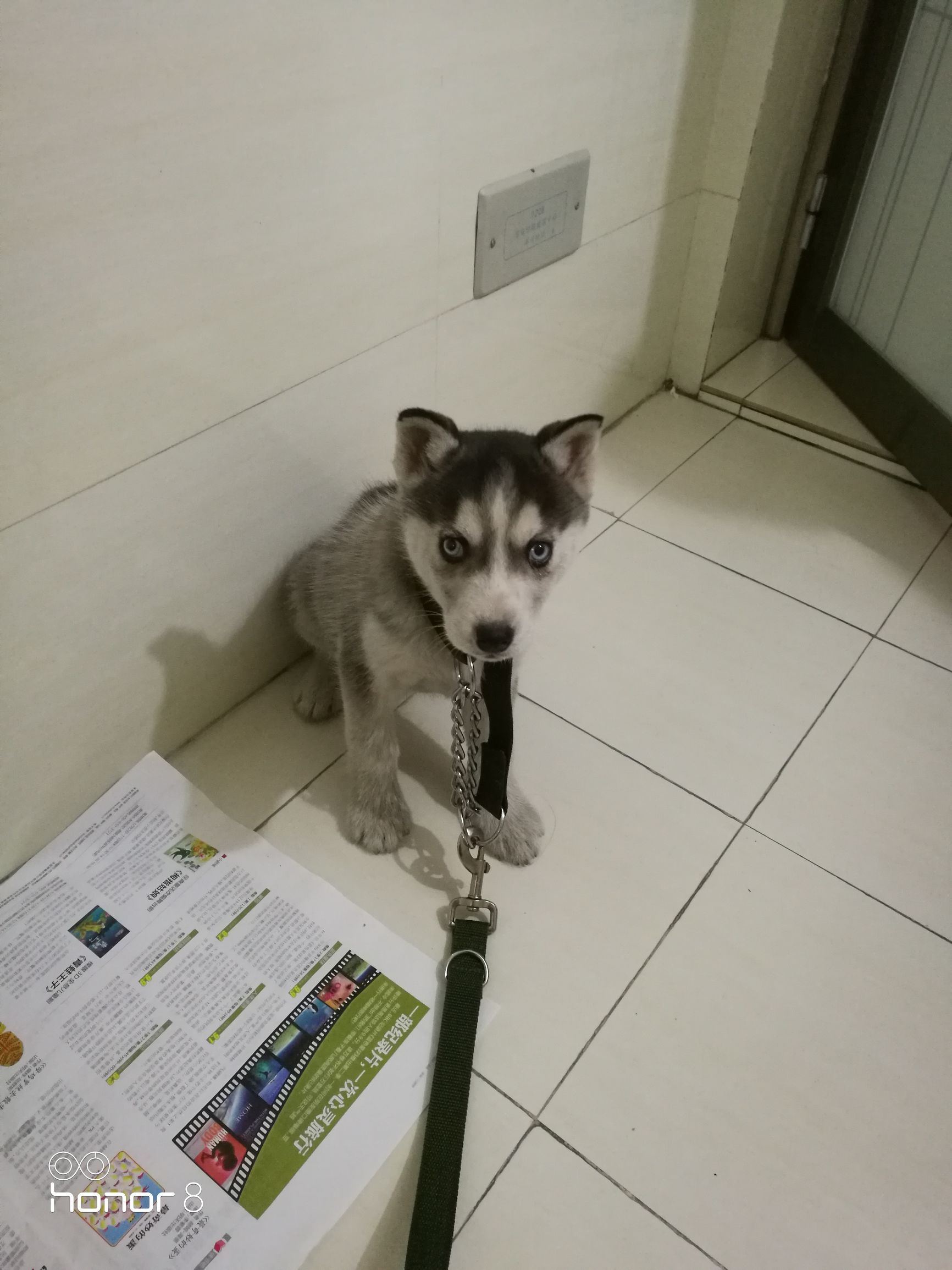 怎么治幼犬哈士奇的拉稀,哈士奇幼狗拉肚子