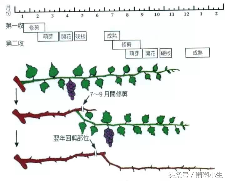 暖棚葡萄一年两熟技术,一年盆栽葡萄的种植技巧和方法