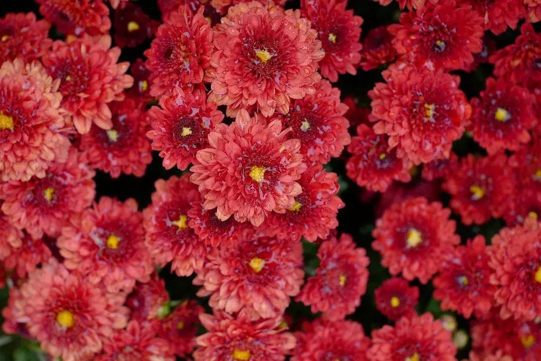 leicacl评测,leicacl